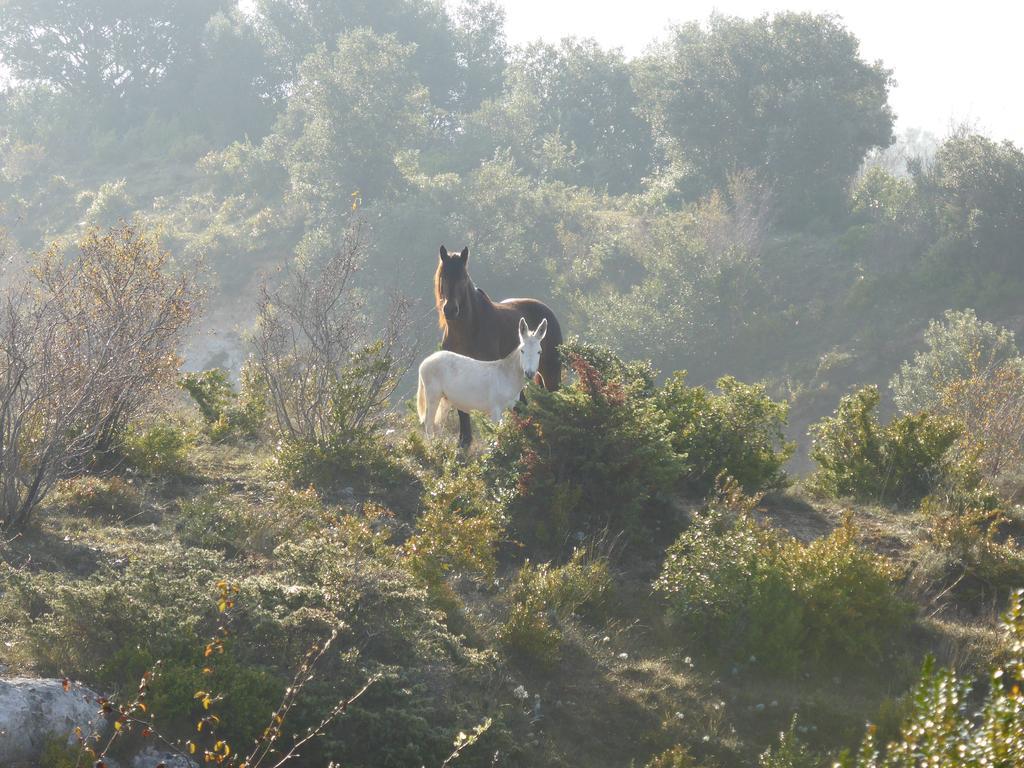 Le Gite De Cristal Proche Bugarach Granes Εξωτερικό φωτογραφία